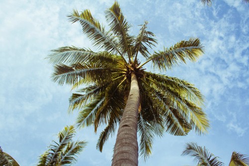 Image green palm tree under blue sky during daytime