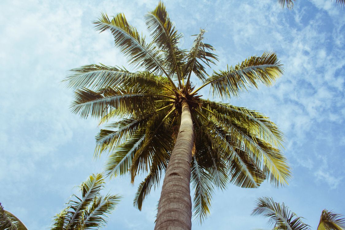 green palm tree under blue sky during daytime