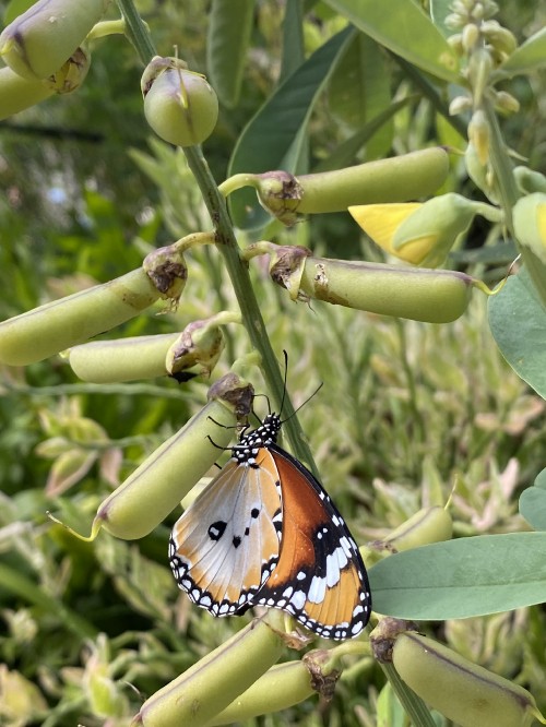 Image monarch butterfly, Butterflies, plant stem, invertebrate, nature