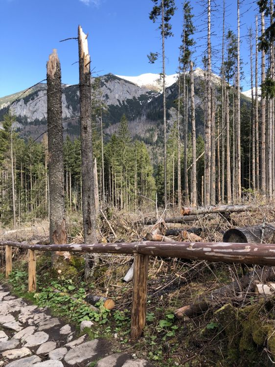Wildnis, Fichten-Tannen-Wälder, Biome, Gemäßigten Nadelwald, Wald. Wallpaper in 1536x2048 Resolution