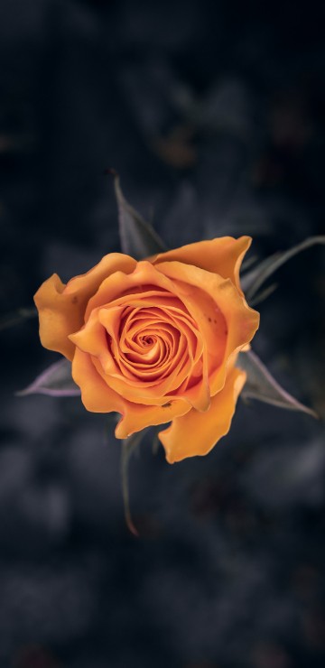 Image yellow rose in bloom close up photo