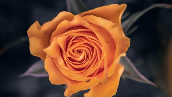Image yellow rose in bloom close up photo