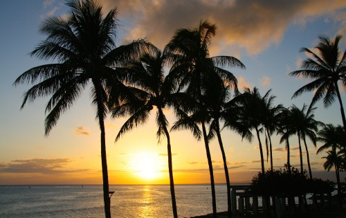 Image palm tree near body of water during sunset