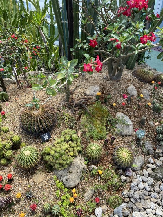 Botanischer Garten, Biome, Kaktus, Pflanzen-Gemeinschaft, Garden. Wallpaper in 1536x2048 Resolution