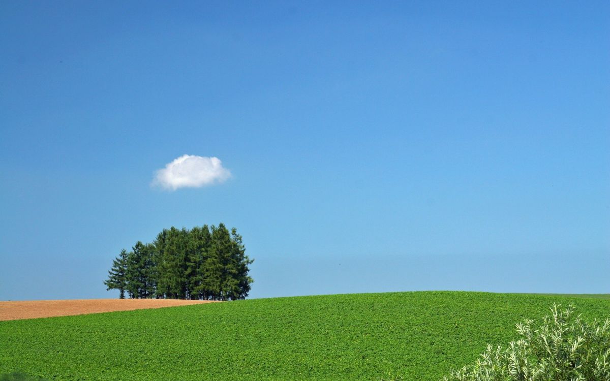 Campo de Hierba Verde Con Árboles Verdes Bajo un Cielo Azul Durante el Día. Wallpaper in 1920x1200 Resolution