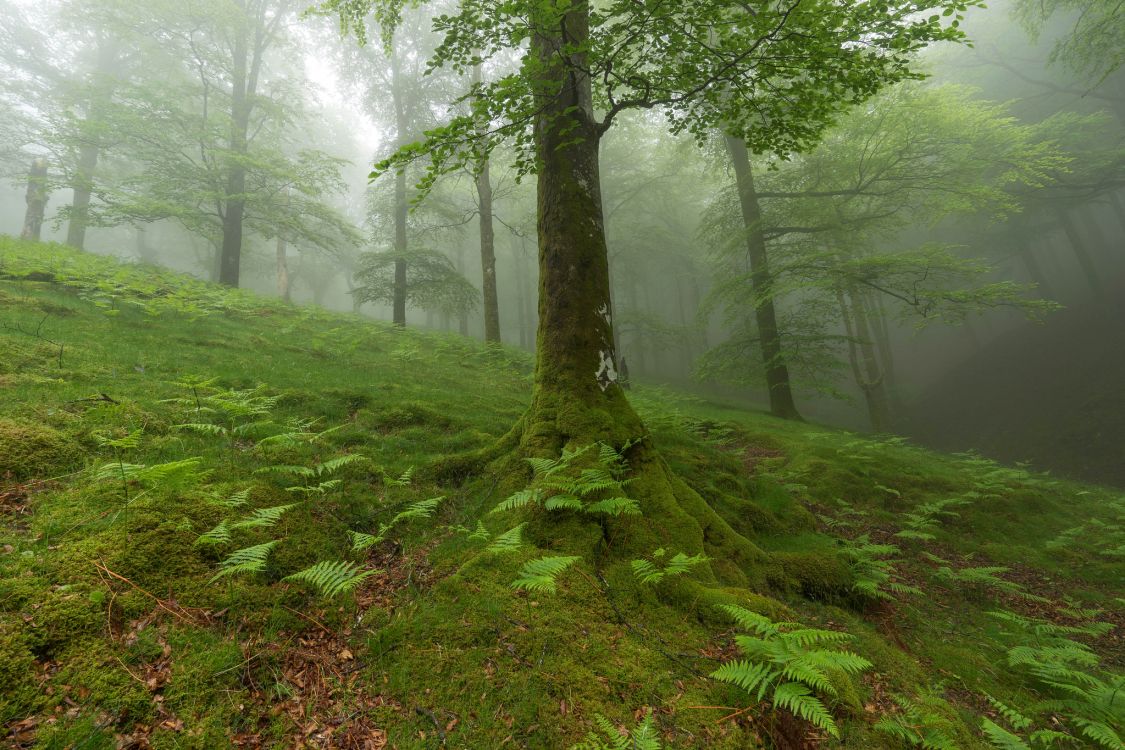 green grass field with trees