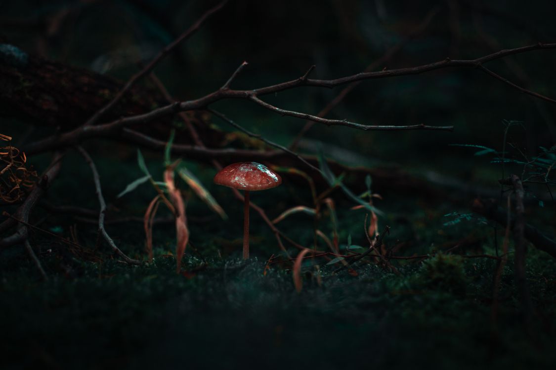 Naturaleza, Negro, Verde, Rojo, Luz. Wallpaper in 6240x4160 Resolution