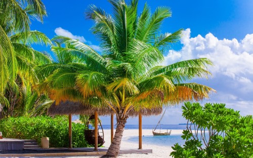 Image palm tree near body of water during daytime