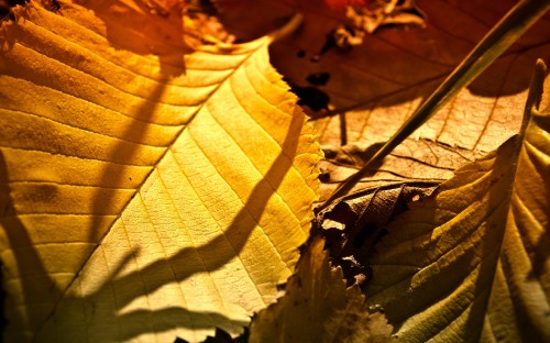 Image brown leaves on brown soil