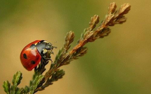 Image red ladybug perched on brown plant stem in close up photography during daytime