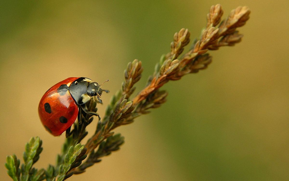 red ladybug perched on brown plant stem in close up photography during daytime