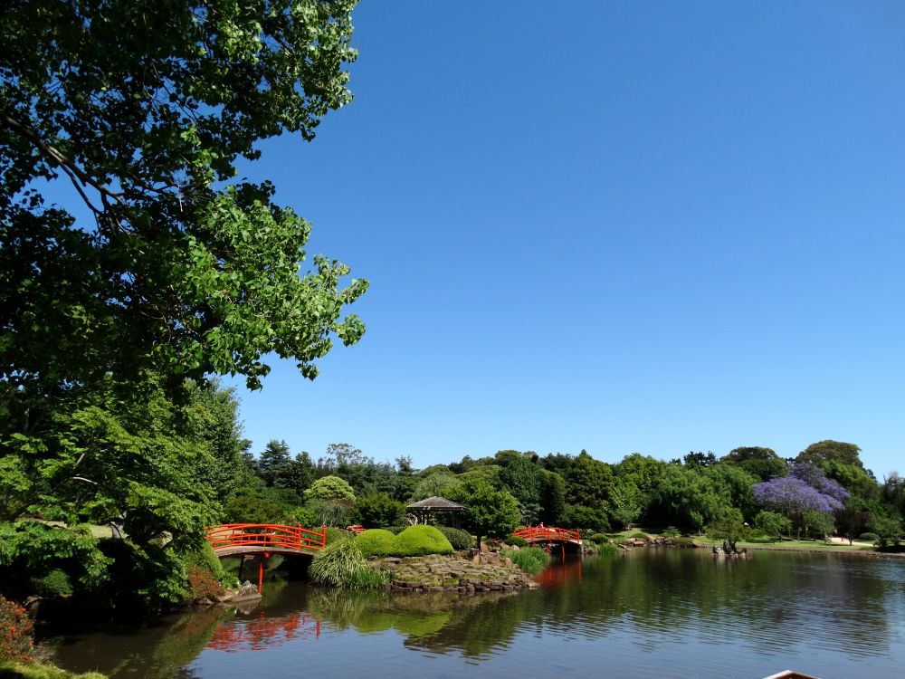 green trees beside river under blue sky during daytime