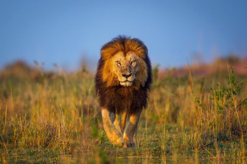 Image brown lion on green grass field during daytime