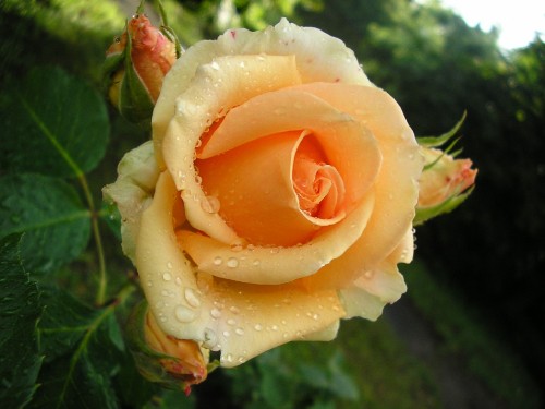 Image white rose with water droplets