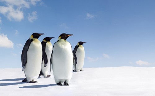 Image white and black penguins on snow covered ground under blue sky during daytime