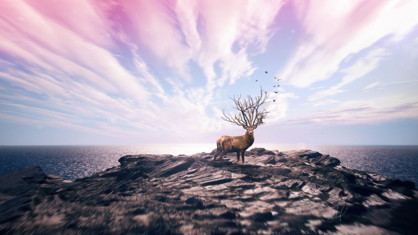 brown deer on gray rock formation under white clouds and blue sky during daytime