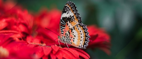 Image brown and black butterfly on red flower