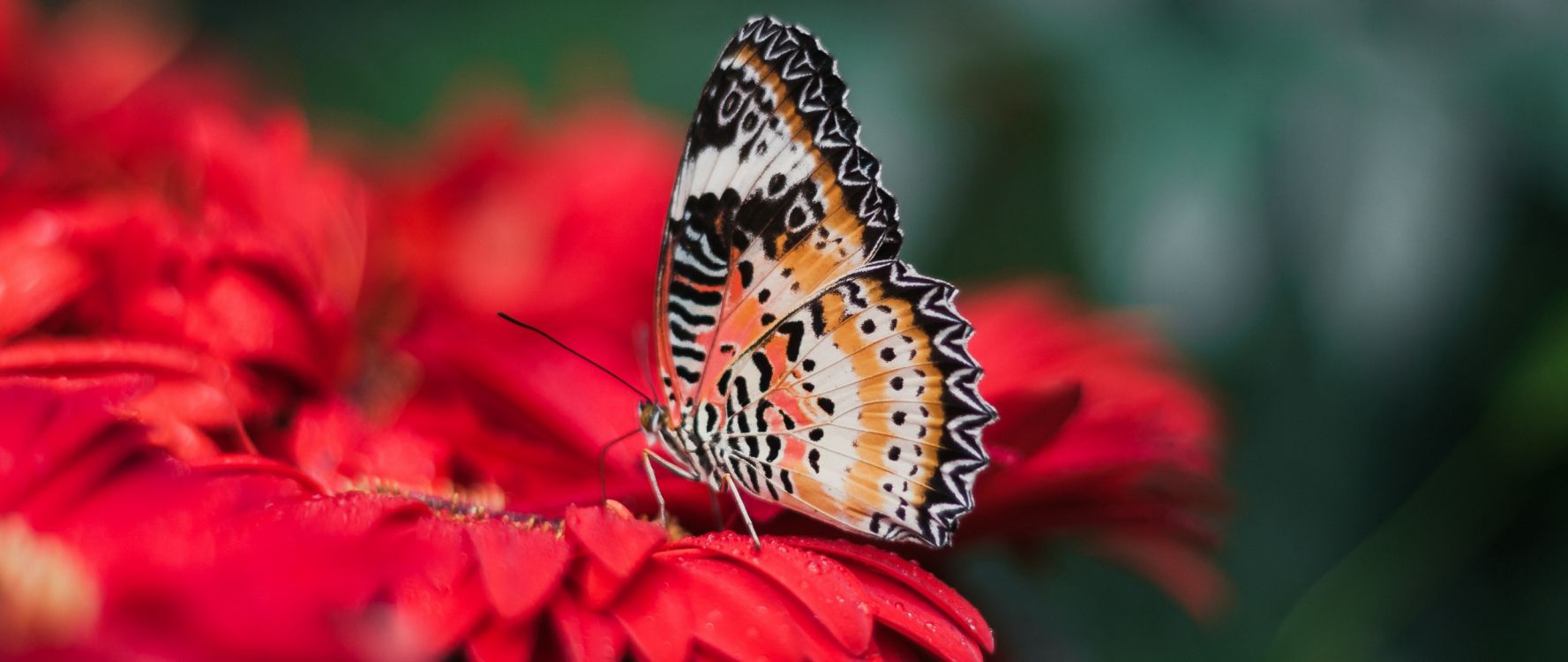 brown and black butterfly on red flower