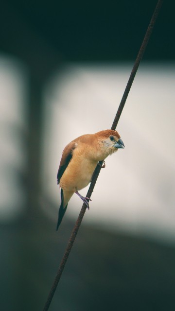 Image brown and blue bird on black wire