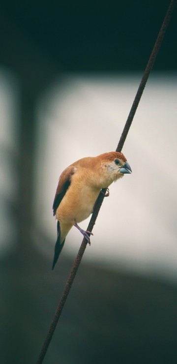 Image brown and blue bird on black wire