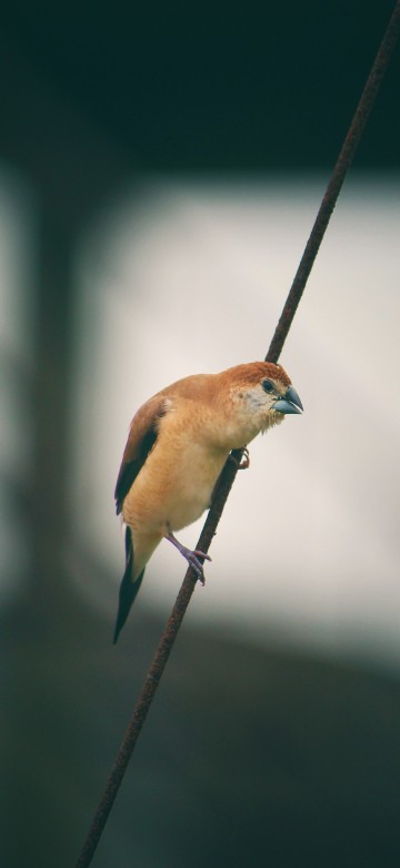 Image brown and blue bird on black wire