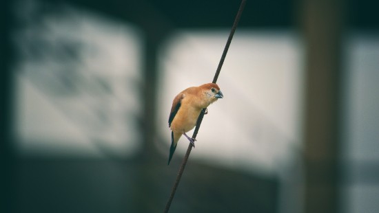 Image brown and blue bird on black wire