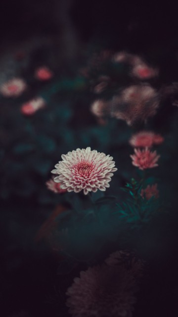 Image pink and white flower in tilt shift lens