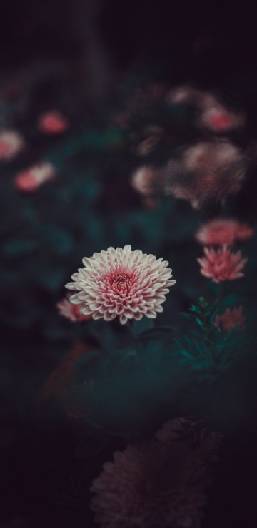 Image pink and white flower in tilt shift lens