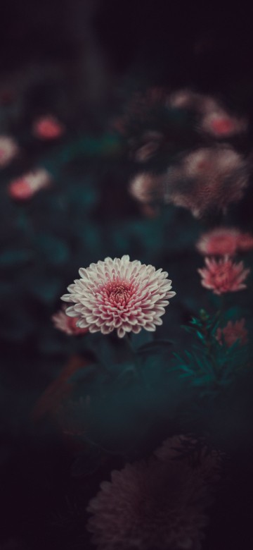 Image pink and white flower in tilt shift lens