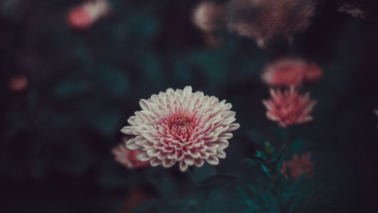 Image pink and white flower in tilt shift lens