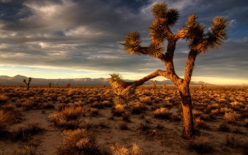 Image brown leafless tree on brown grass field under cloudy sky during daytime