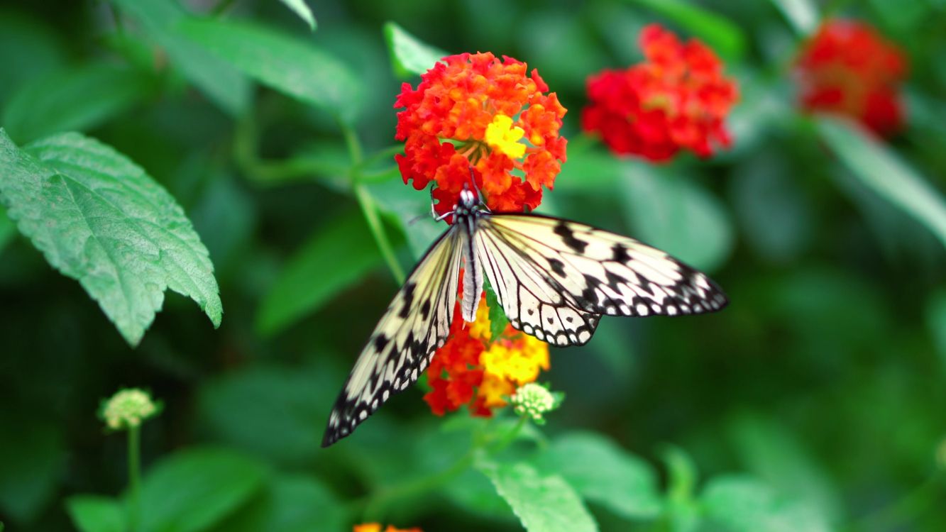 tiger swallowtail butterfly perched on red flower in close up photography during daytime