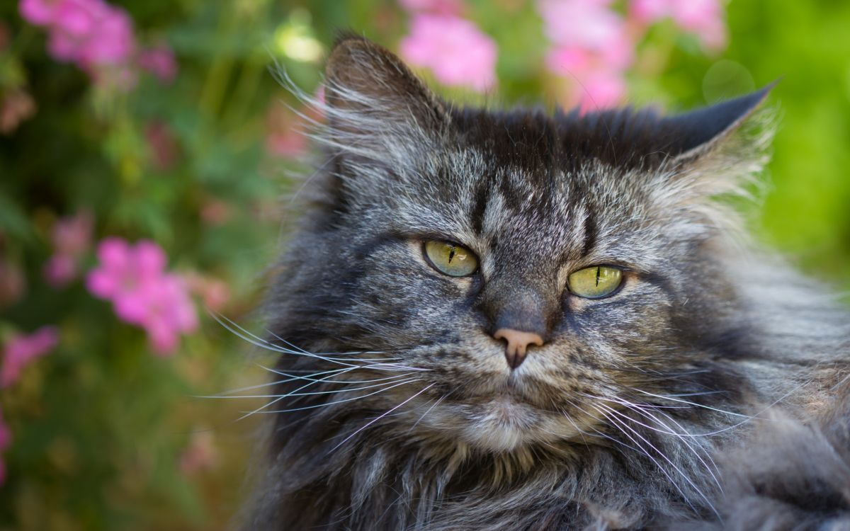 Schwarze Und Braune Katze Auf Rosa Blumenfeld. Wallpaper in 2560x1600 Resolution