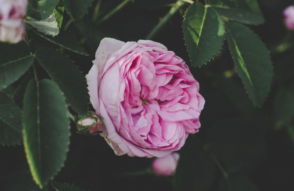 Rose Rose en Fleurs Pendant la Journée. Wallpaper in 5606x3646 Resolution