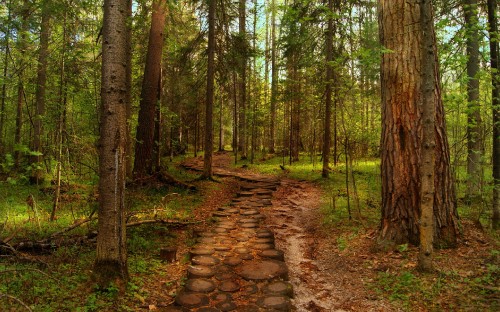 Image brown pathway between green trees during daytime