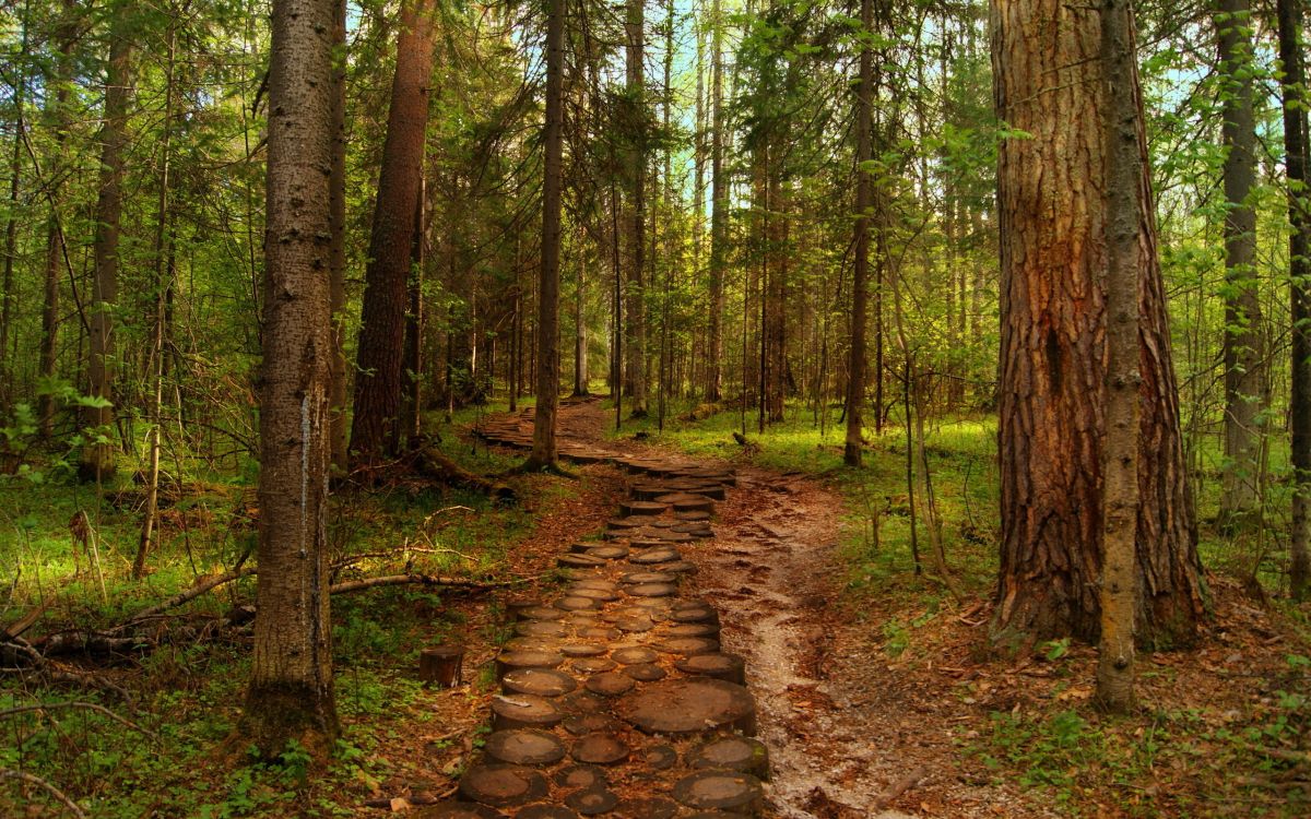 brown pathway between green trees during daytime