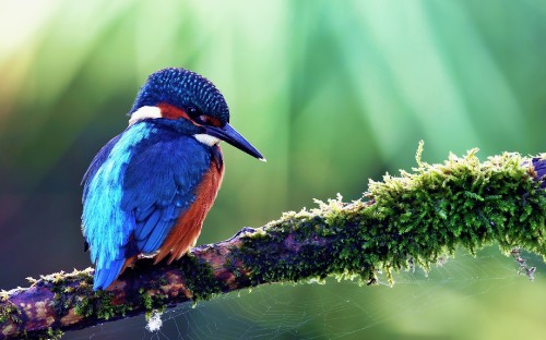 Image blue and brown bird on purple plant