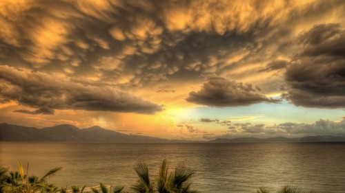 Image green palm tree near sea during sunset