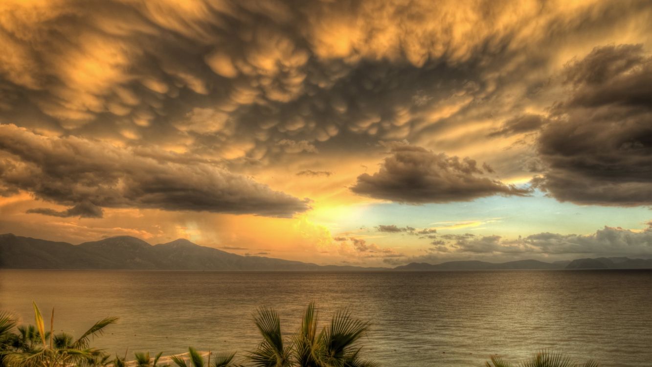 green palm tree near sea during sunset