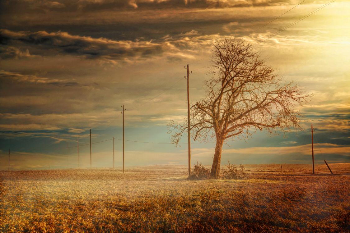 Árbol Sin Hojas en Campo de Hierba Marrón Bajo un Cielo Nublado Durante el Día. Wallpaper in 5616x3744 Resolution