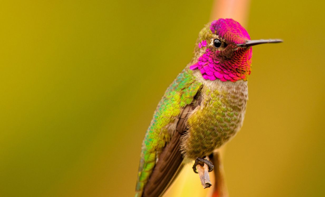 green and purple humming bird