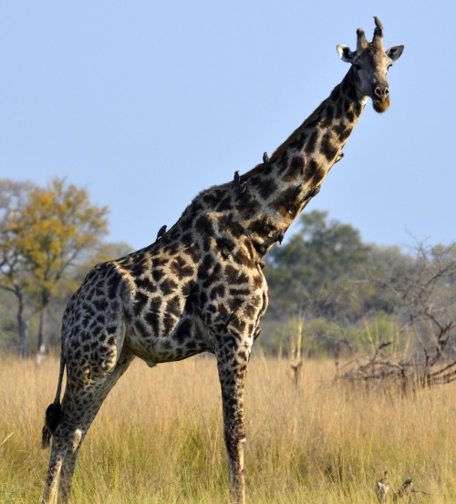 Image giraffe standing on brown grass field during daytime