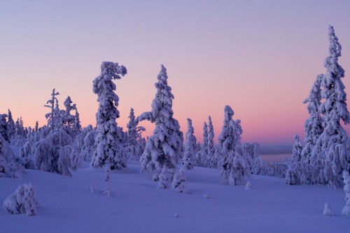 Image snow covered trees during daytime