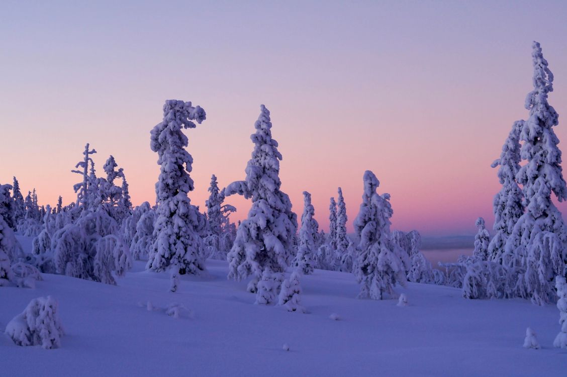 snow covered trees during daytime