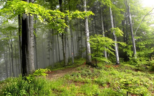 Image green grass and trees during daytime