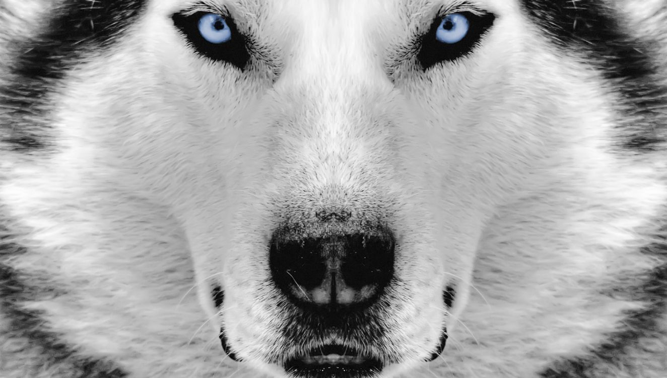 Oeil de Chien Blanc et Noir. Wallpaper in 2825x1600 Resolution
