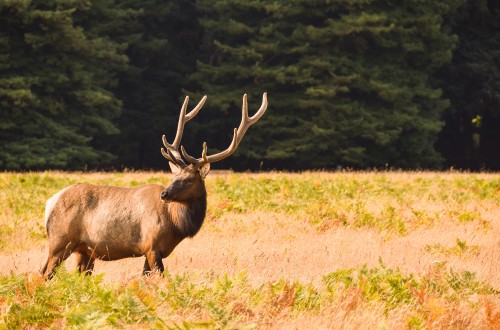 Image deer, elk, Moose, pronghorn, antelope