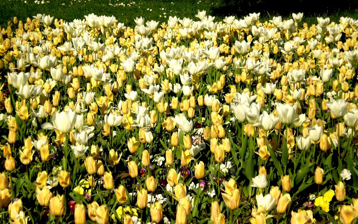Champ de Tulipes Blanches Pendant la Journée. Wallpaper in 2560x1600 Resolution