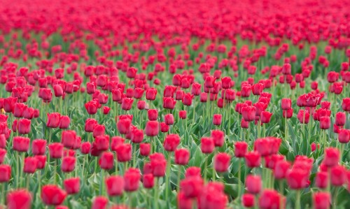 Image red flower field during daytime