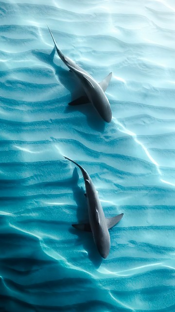 Image sharks, tiger shark, galapagos shark, water, liquid